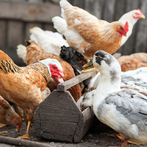 chickens and ducks