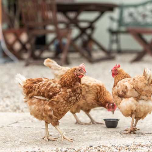 three brown hens 
